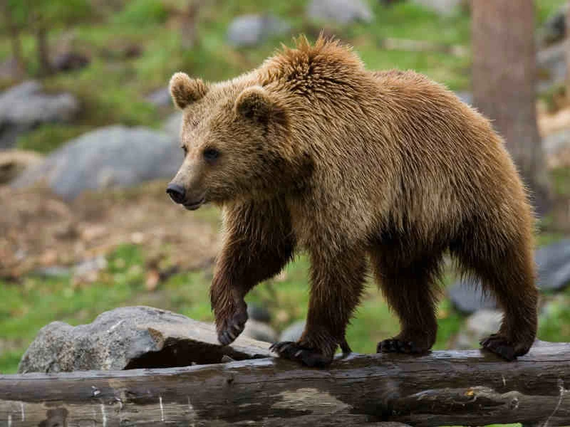 Καστοριά: Οδηγός τραυματίστηκε σε τροχαίο με… αρκούδα